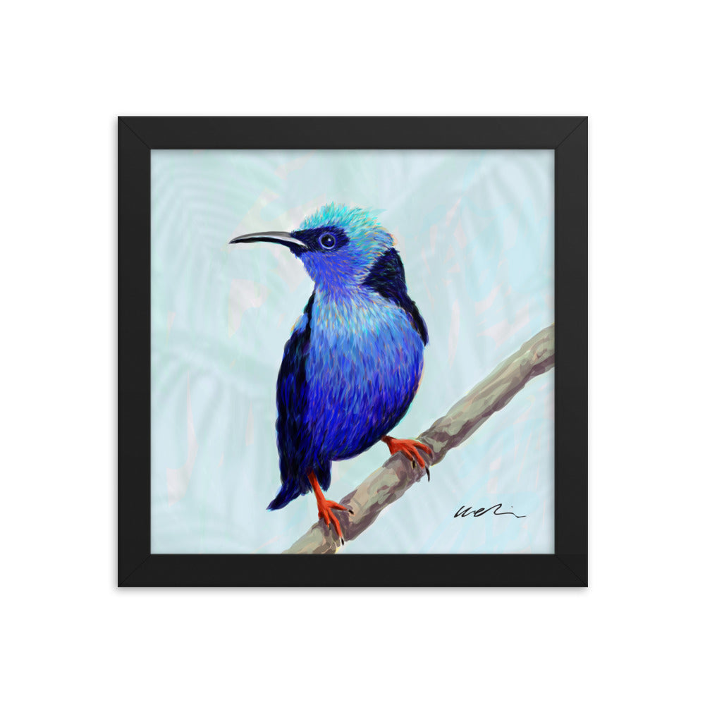 Red-Footed Honeycreeper